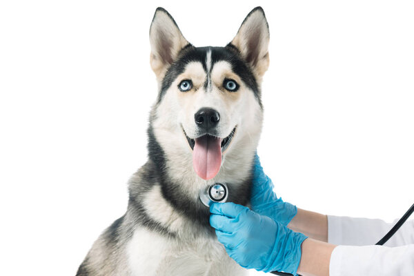 cropped image of veterinarian examining husky by stethoscope isolated on white background