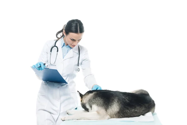 Vrouwelijke Dierenarts Klembord Onderzoeken Husky Geïsoleerd Witte Achtergrond — Stockfoto