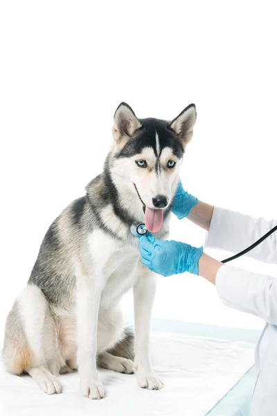 白い背景で隔離の聴診器によってハスキー検査獣医のトリミングされた画像 — ストック写真