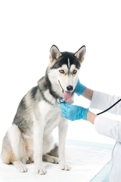 Imagem Cortada Veterinário Examinando Husky Por Estetoscópio Isolado Fundo Branco — Fotografia de Stock