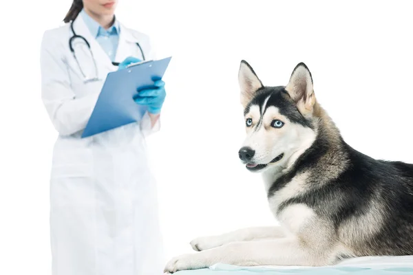 Cropped Shot Female Veterinarian Writing Clipboard Husky Table Isolated White — Stock Photo, Image