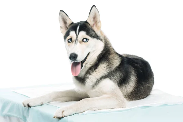 Bonito Husky Que Coloca Veterinário Tabela Isolado Fundo Branco — Fotografia de Stock