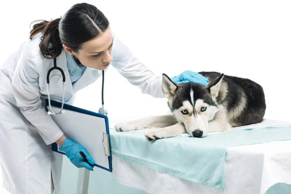 Jovem Veterinário Feminino Examinando Husky Isolado Fundo Branco — Fotografia de Stock