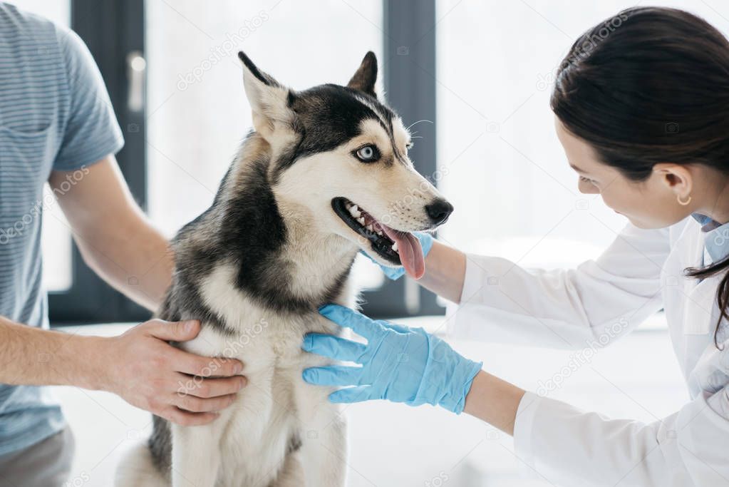 cropped image of man and female veterinarian examining husky in clinic 