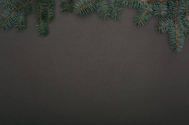 top view of christmas spruce branches on black clipart