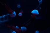 Medúzy s modrými a růžovými neonovými světly na tmavém pozadí