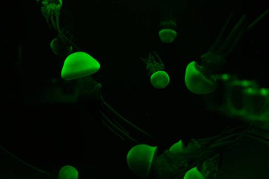 Jellyfishes with green neon light on dark background clipart