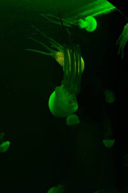 Koyu arkaplanda yeşil neon ışığı olan denizanalarının seçici odağı