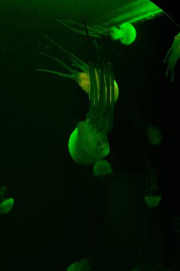 Selective focus of jellyfishes with green neon light on dark background clipart