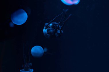 Jellyfishes with blue neon light on dark background clipart