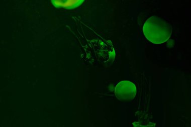 Jellyfishes with green neon light in water on dark background clipart