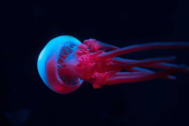 Jellyfish in blue and pink neon lights on black background