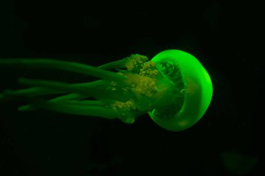 Jellyfish in green neon light on black background clipart