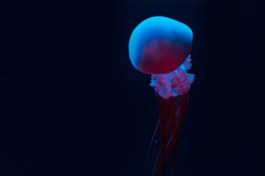 jellyfish in blue and pink neon lights on black background clipart