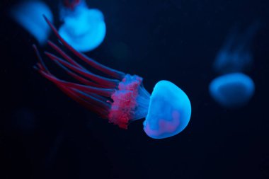 Siyah arka planda mavi ve pembe neon ışıklı denizanaları