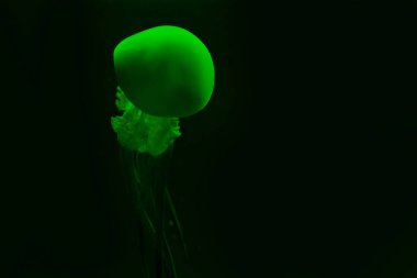 Siyah zemin üzerinde yeşil neon ışıklı denizanası