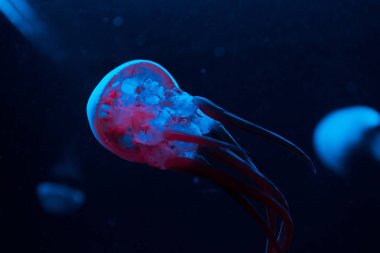 Siyah zemin üzerinde pembe ve mavi neon ışıklı denizanalarının seçici odak noktası
