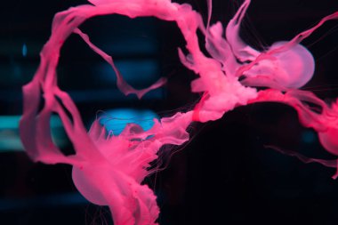 Dokunaçları olan denizanaları siyah arka planda pembe neon ışıklarıyla