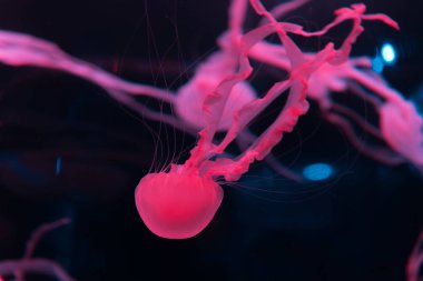 Siyah zemin üzerinde pembe neon ışığı olan denizanaları