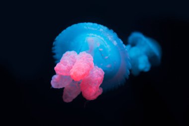 Siyah arka planda neon ışığı olan mavi balina balığı.