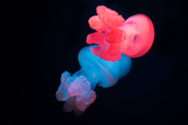 Blue blubber jellyfishes with neon lights on black background
