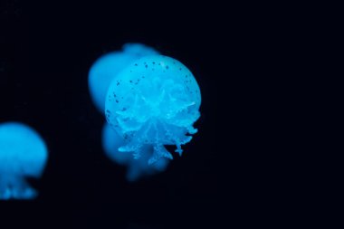 Siyah arkaplanda mavi neon ışığı altında benekli denizanaları