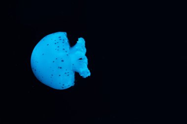 Siyah zemin üzerinde mavi neon ışıklı benekli denizanası.