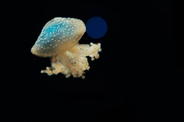 Siyah arka planda ışık altında benekli denizanası