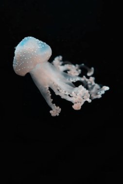Siyah arka planda ışık altında yarı saydam benekli denizanası