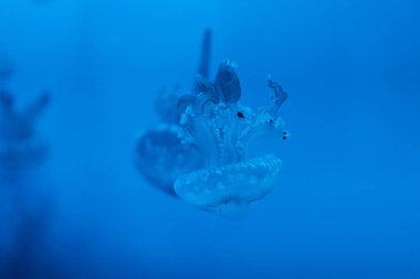 Selective focus of spotted jellyfishes on blue background clipart