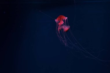 Compass jellyfishes in red neon light on dark background clipart