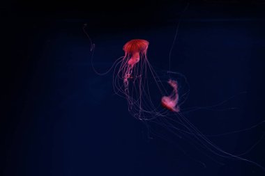 Pusula denizanaları koyu arkaplanda kırmızı neon ışıkta