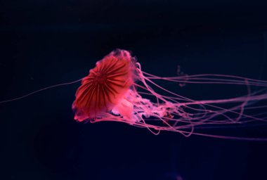 Pusula denizanası koyu arkaplanda pembe neon ışıkta
