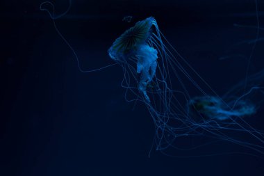 Pusula denizanalarının seçici odağı koyu arkaplanda mavi neon ışıkta