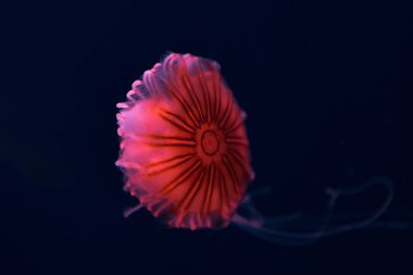 Pusula denizanası koyu arkaplanda pembe neon ışıkta