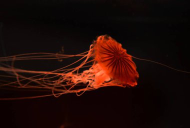 Compass jellyfish with red neon light on black background clipart