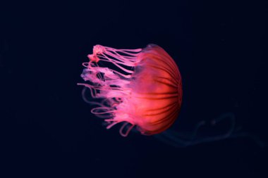 Pusula denizanası koyu arkaplanda pembe neon ışığı