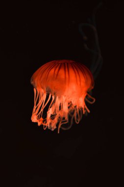 Koyu arkaplanda kırmızı neon ışığı olan pusula denizanası