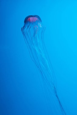 Mavi arka planda Japon deniz ısırganı denizanası