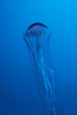 Mavi arka planda Japon deniz ısırganı denizanası