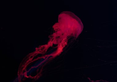 Siyah zemin üzerinde kırmızı neon ışıklı denizanası