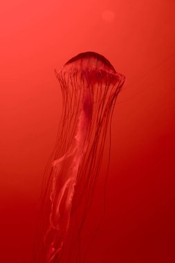 Japon deniz ısırganı denizanası kırmızı arka planda