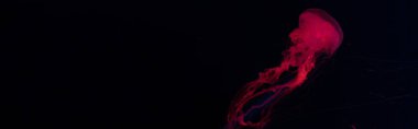Panoramic shot of jellyfish in red neon light on black background clipart
