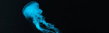 Siyah zemin üzerinde mavi neon ışıklı denizanasının panoramik görüntüsü