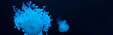 Cassiopea denizanaları koyu arkaplanda mavi neon ışıkta, panoramik çekim