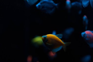 Selective focus of aquarium fishes with neon light on black background clipart