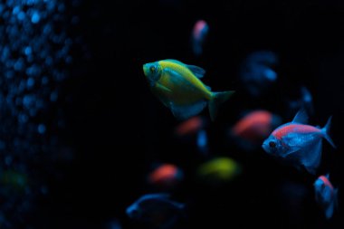 Selective focus of fishes with neon light on black background clipart