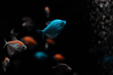 Selective focus of aquarium fishes on black background clipart