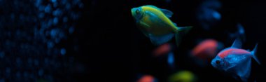 Siyah zemin üzerinde neon ışığı olan akvaryum balıklarının seçici odak noktası, panoramik çekim