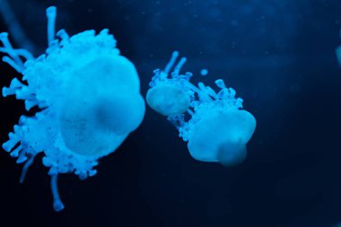 Koyu arkaplanda mavi neon ışığı olan Cassiopea denizanalarının seçici odağı